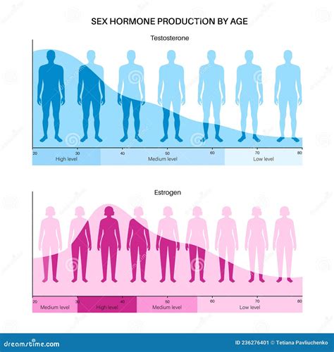 Testosterone Estrogen Level Stock Vector - Illustration of balance, physiology: 236276401