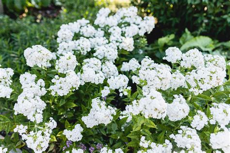 How to Grow and Care for Snowball Bush Viburnum