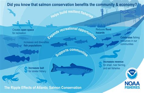 The Ripple Effects of Atlantic Salmon Conservation | NOAA Fisheries