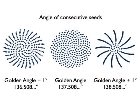 The Golden Angle - Go Figure Math