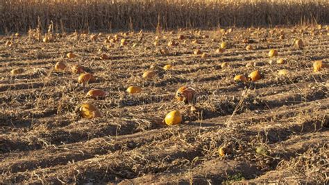 Pumpkin Patch in Autumn with Pumpkins Stock Photo - Image of fall, autumn: 151369578