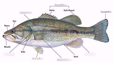 fish anatomy Diagram | Quizlet