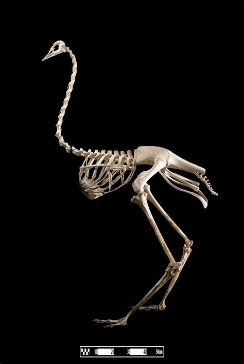 Ostrich skeleton 2592 x 3872px JPG - Amazing facts about Ostrich and Images