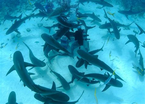 Bahamas Cruise Excursions | Nassau Shark Scuba Diving Adventure - $202us