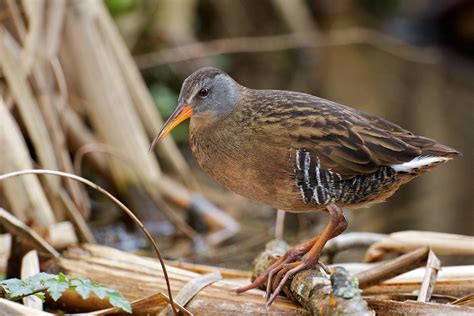 A Virginia Rail on Michigan Avenue | BirdNote