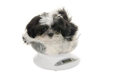 Shih Tzu Weight Chart – What to Expect from Your Dog or Puppy - Raised ...