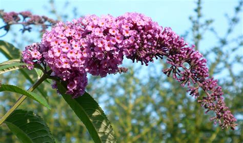 Share my Garden: Late summer flowers