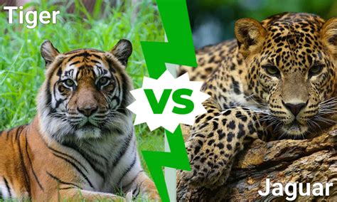 Tiger vs. Jaguar: Which Big Cat Would Win a Fight? - A-Z Animals