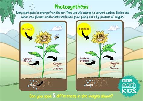 How do plants help you breathe? | BBC Earth