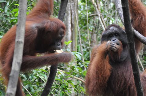 Help protect Borneo’s orphaned orangutans from extinction at this inspiring rehabilitation ...