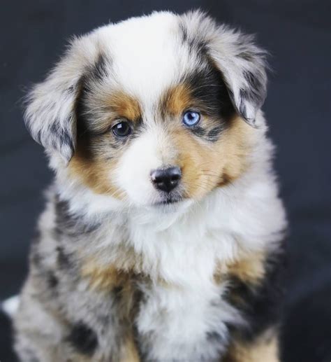 19+ Mini australian shepherd puppies info