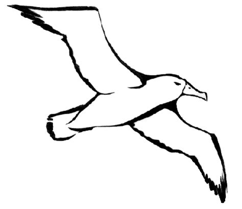 Albatross PNG File | PNG Mart