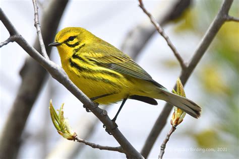 Grassland Habitat - Big Year Birding