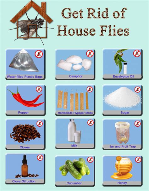 Home remedies to Stop and Control House Flies. pest control methods ...