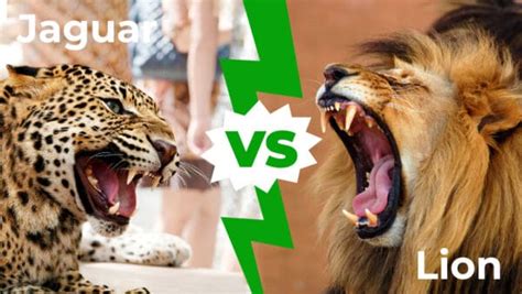 Jaguar vs Lion: Who Would Win in a Fight? - IMP WORLD