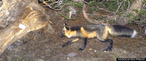 Rare Sierra Nevada Red Fox Caught On Camera In Yosemite National Park | HuffPost