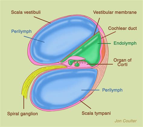 12. Fluid system of labyrinth, Ménière's disease, toxic lesions of inner ear Flashcards | Quizlet