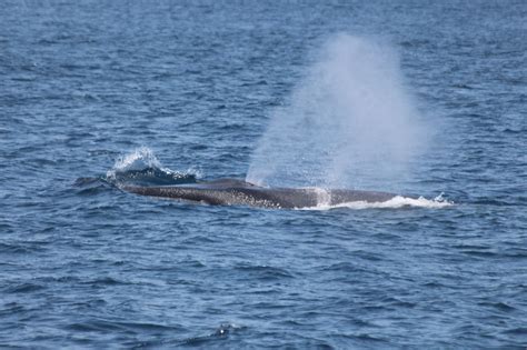 Fin Whale Size