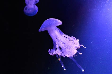 Floating Bell Jellyfish Photograph by Alexis Catlett - Pixels