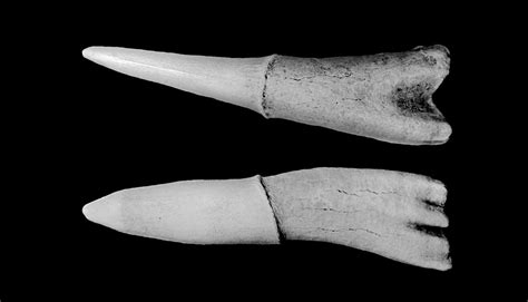 Sawfish fossils hold clues to origin of teeth - Futurity