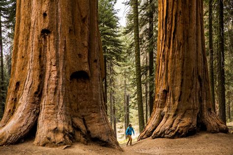 Meet the Giant Sequoia, the 'Super Tree' Built to Withstand Fire | Scientific American