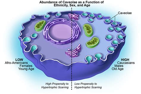 Caveolin-1作为预防和治疗增生性疤痕的靶点,npj Regenerative Medicine - X-MOL