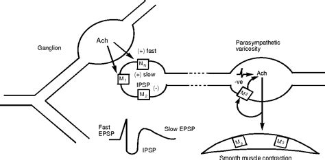 Cholinergic Agonists | Semantic Scholar