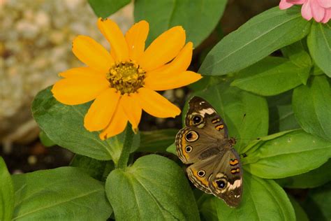 Buckeye butterfly Free Photo Download | FreeImages