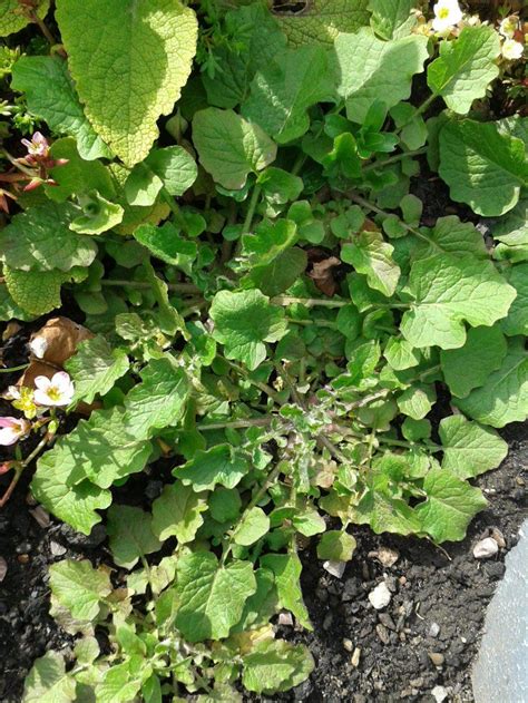 identification - How can I tell if this is a weed? - Gardening & Landscaping Stack Exchange