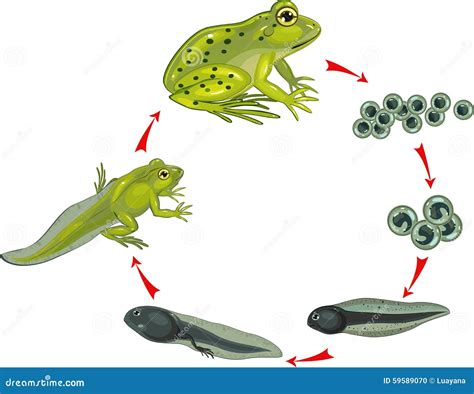 Life Cycle Of Frog Stock Vector - Image: 59589070