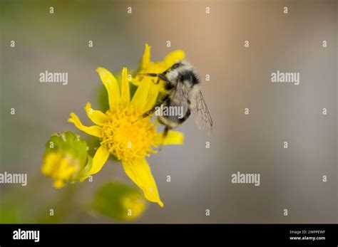 Bumble bee pollinating Broadleaf Arnica Mountain Arnica wildflowers hiking trail Copper Ridge ...