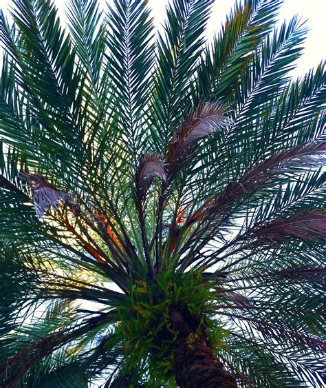 Free photo: Palm Fronds - Frond, Green, Nature - Free Download - Jooinn