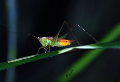 Night Cricket | Smithsonian Photo Contest | Smithsonian Magazine