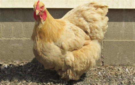 Top 7 Largest Chicken Breeds - Also Laying Largest Eggs