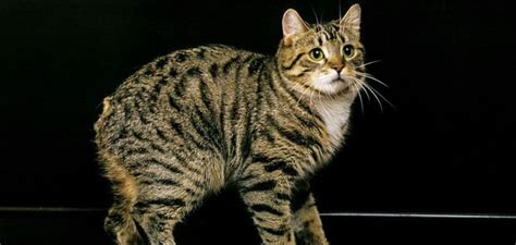 Manx Cat Breed. Top Features, History, Price & Facts - PetsTime