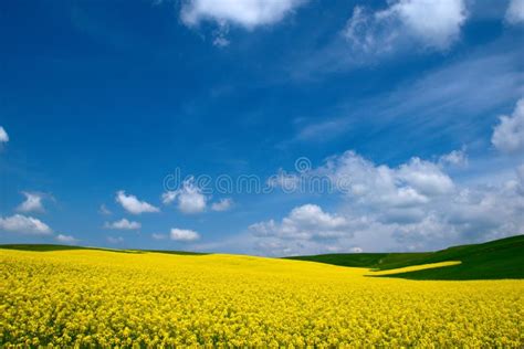 Meadow in the Thessalian Plain with Canola and Wheat Editorial Stock Photo - Image of canola ...