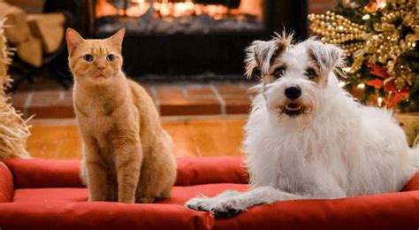 23 Best Zoom Backgrounds - Calendly.com | Dog background, Happy cat, Pet adoption