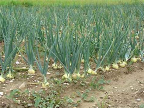 When To Harvest Onion Garden