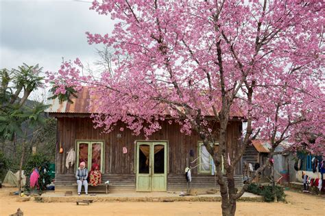 Mai anh đào rực rỡ đốn tim du khách khi đến Đà Lạt - Báo Người lao động