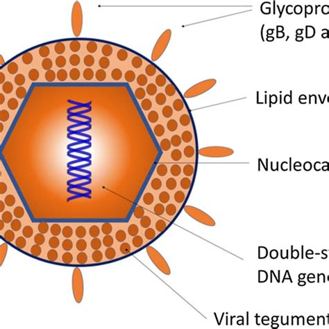 Herpes Virus Structure