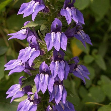 Lobelia siphilitica - Great Blue Lobelia - 3" Pot – New Leaf Natives