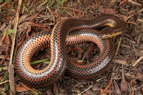 Rainbow Snake l Vibrantly Colored Reptile - Our Breathing Planet