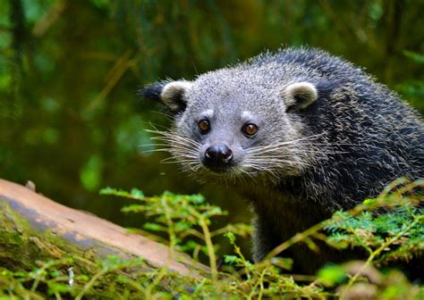 Saving Palawan’s Endemic Wildlife – Rainforest Trust