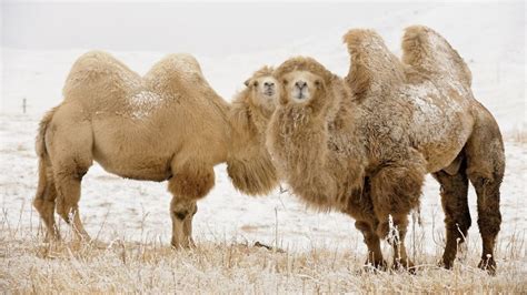 Incredible Facts About Bactrian Camels – Animal Encyclopedia