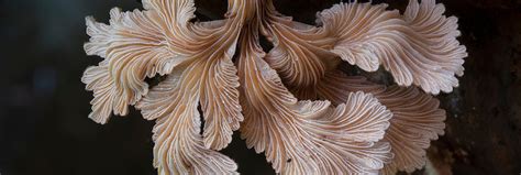 Schizophyllum commune