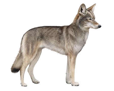 Coyote Facts - Wisdom Panel™ Dog Breeds