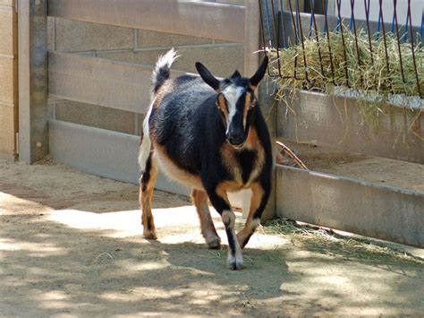 The Online Zoo - Santa Ana Zoo