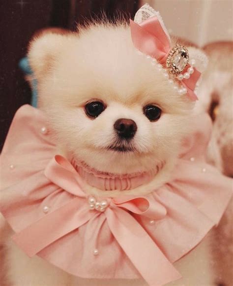 Cute Puppy #dogloverstagram #dogcute #loverdog | Cute puppies, Cute baby dogs, Cute baby animals