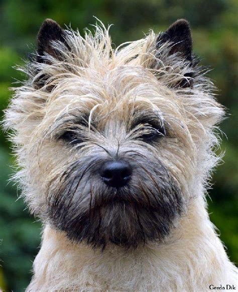 Kilmaree Cairn Terriers