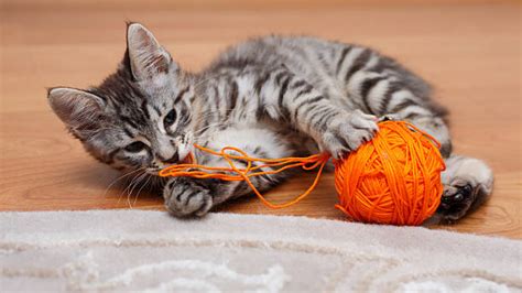 2,400+ Cat Playing With Yarn Stock Photos, Pictures & Royalty-Free ...